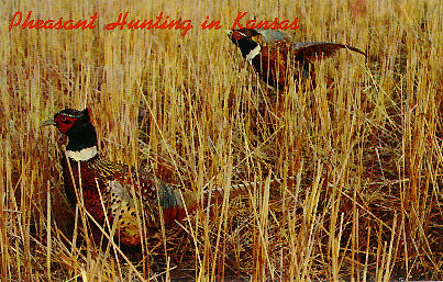 Arkansas City Postcards
