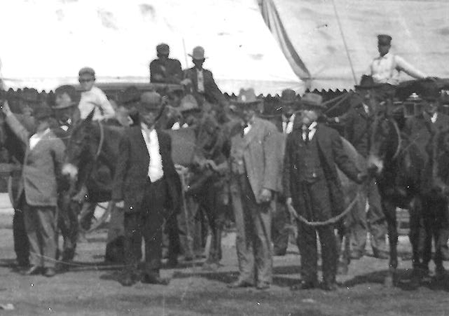 horses and riders