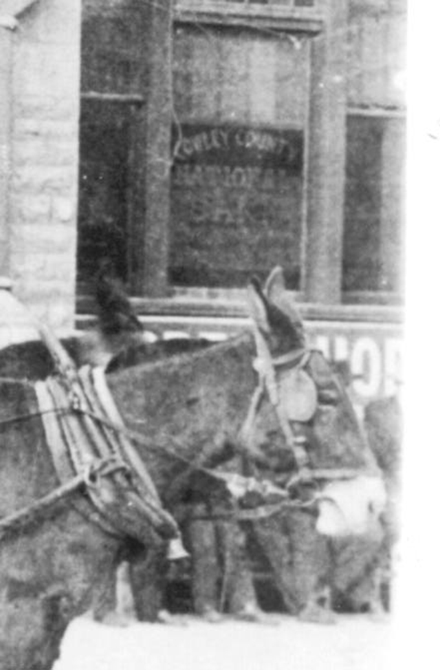 mules