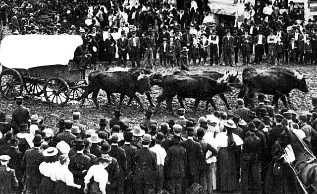 1896 wagon and oxen